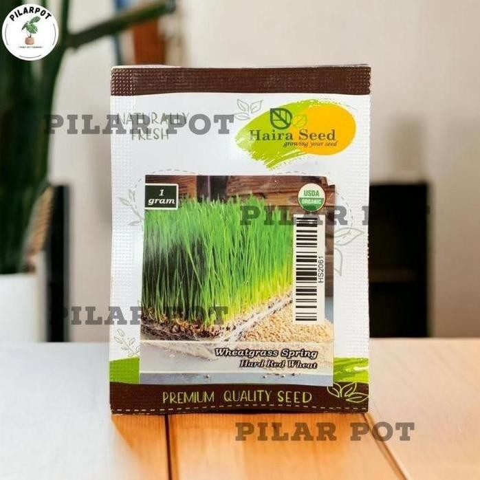

Terlaris Benih Bibit Rumput Gandum Wheatgrass Spring Merah Organik Haira Seed - Wheatgrass Spring