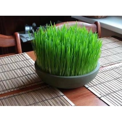 

Terlaris Bibit / Benih /Seeds Wheatgrass Rumput Gandum Meningkatkan Kesehatan