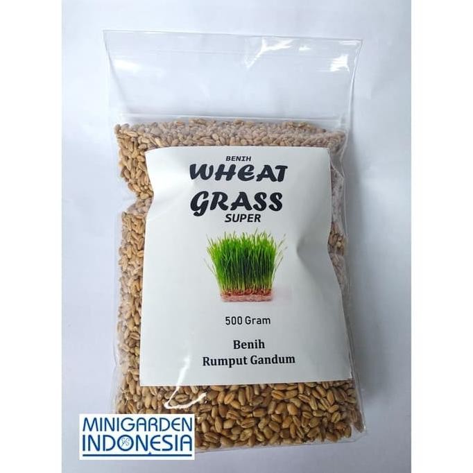 

Terlaris Isi 500 Gram Bibit Benih Wheat Grass Rumput Gandum Bisa Diminum