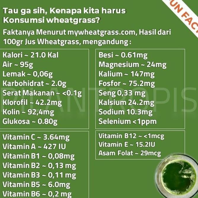 

Terlaris Ready Benih Wheatgrass 1Kg Bibit Rumput Gandum Untuk Kucing Biji Wheat