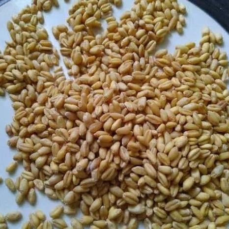 

Terlaris Benih Wheat Grass 1Kg Biji Gandum 1Kg Bibit Wheat Grass 1Kg