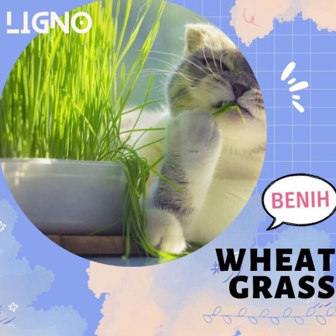 

Terlaris Promo Benih Wheatgrass (Isi-200) - Bibit Biji Rumput Gandum Grosir