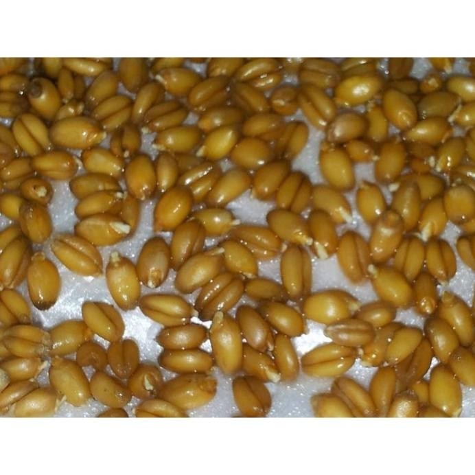 

Terlaris Sale 100Gram Benih Rumput Gandum / Biji Wheat Grass