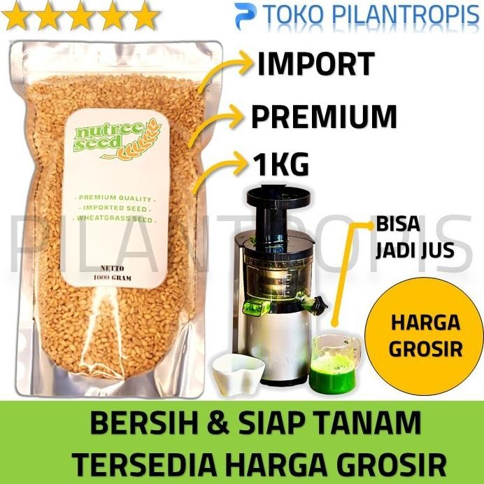 

Terlaris Terlaris Benih Wheatgrass 1Kg Bibit Rumput Gandum Biji Wheat Grass Microgreen