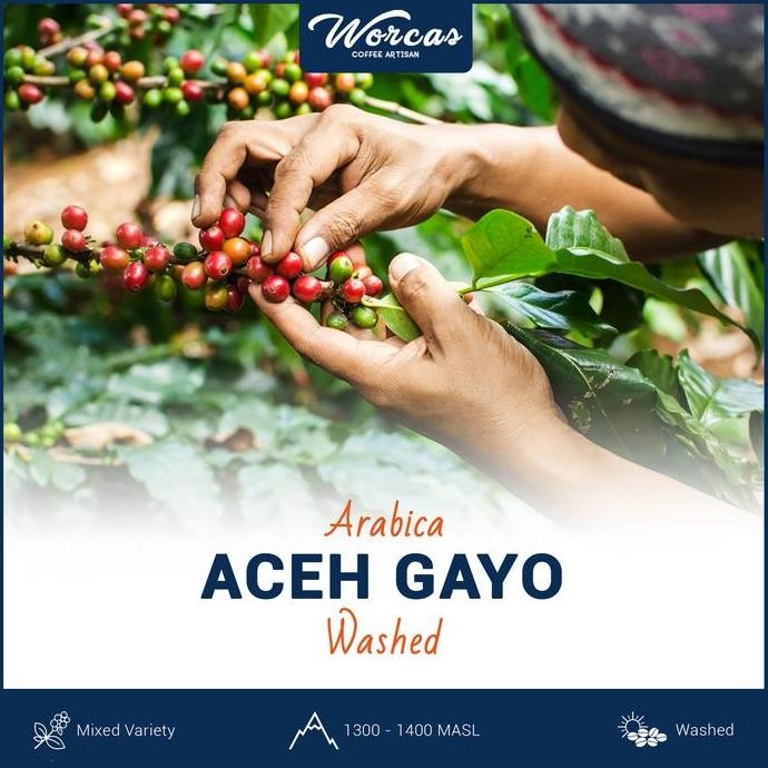 

ACEH GAYO ARABICA GREEN BEAN 1KG (BIJI KOPI MENTAH) TERMURAH
