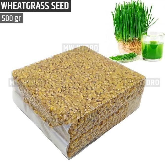 

Terlaris By Hidrofarm Benih Wheat Grass / Wheatgrass Seed / Biji Rumput Gandum - 500 Gram