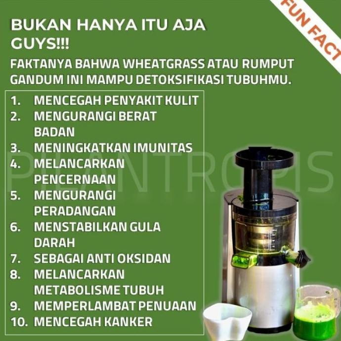 

Terlaris Benih Gandum 100 Gram Bibit Rumput Gandum Rumput Kucing Satkbu 5757Iu