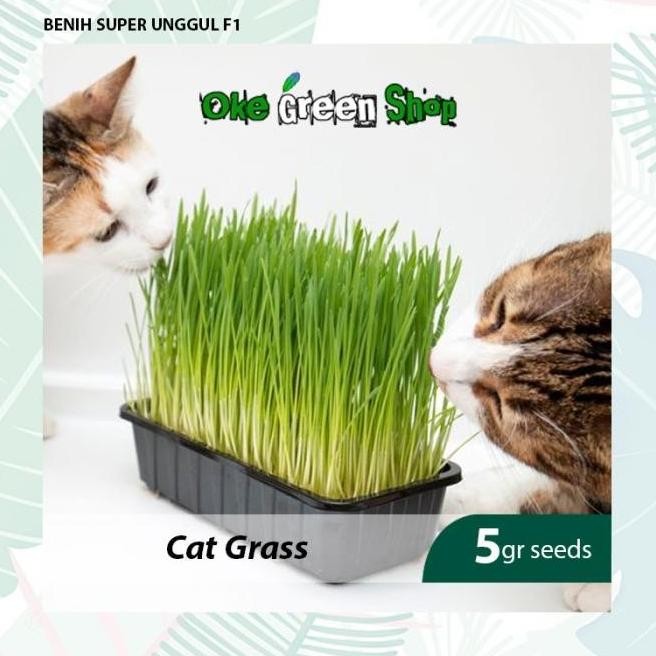 

Terlaris Klip - 5Gr Benih Bibit Rumput Gandum Herb Dan Cat Grass