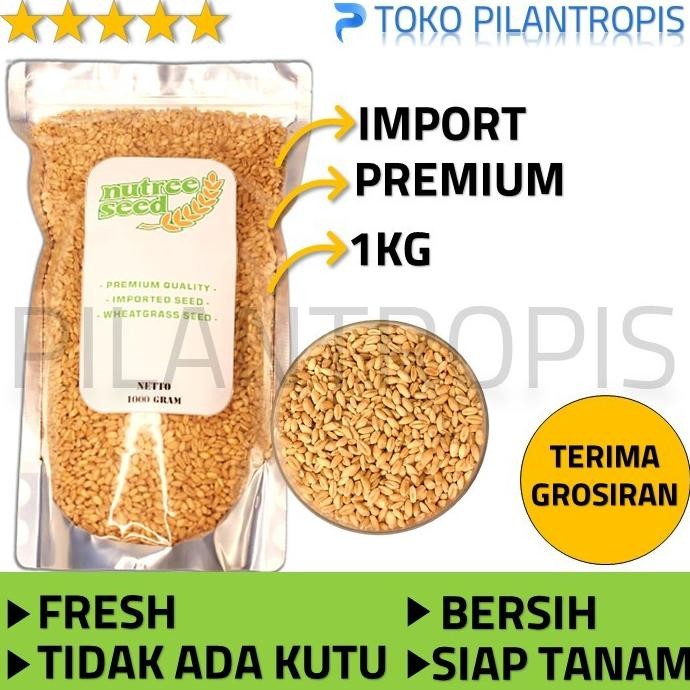 

Terlaris [Grosir] Benih Wheatgrass 1Kg Bibit Rumput Gandum Kucing Microgreen
