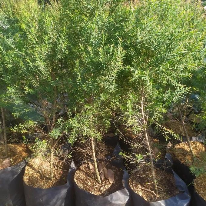 

Bibit pohon kayu putih / pohon kayu putih