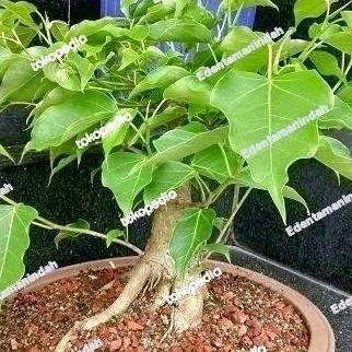 

bibit pohon bodhi // bibit bonsai bodhi / bonsai vicus Religiosa Asli