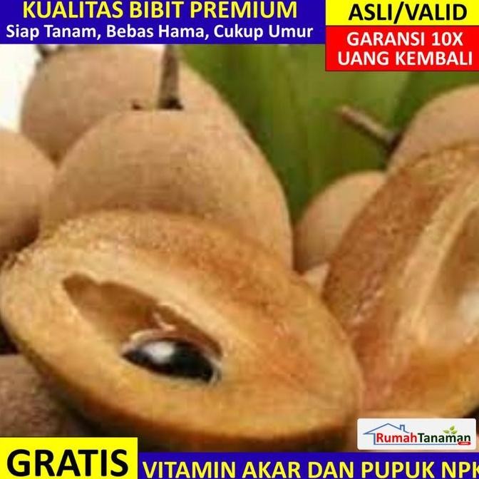 

Bibit Sawo Manila Asli Bergaransi, Pohon Sawo Manila Cangkokan
