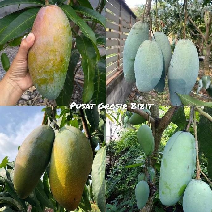 

Bibit Mangga Kiojay Tinggi 1 Meter Up Batang Besar