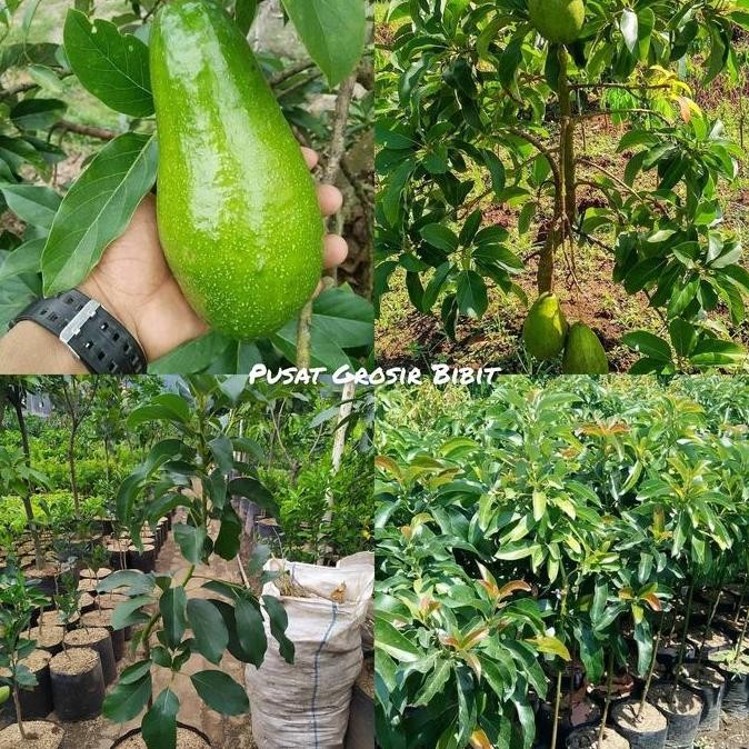 

Bibit Alpukat Aligator Tinggi 1 Meter Up Batang Besar Cepat Berbuah