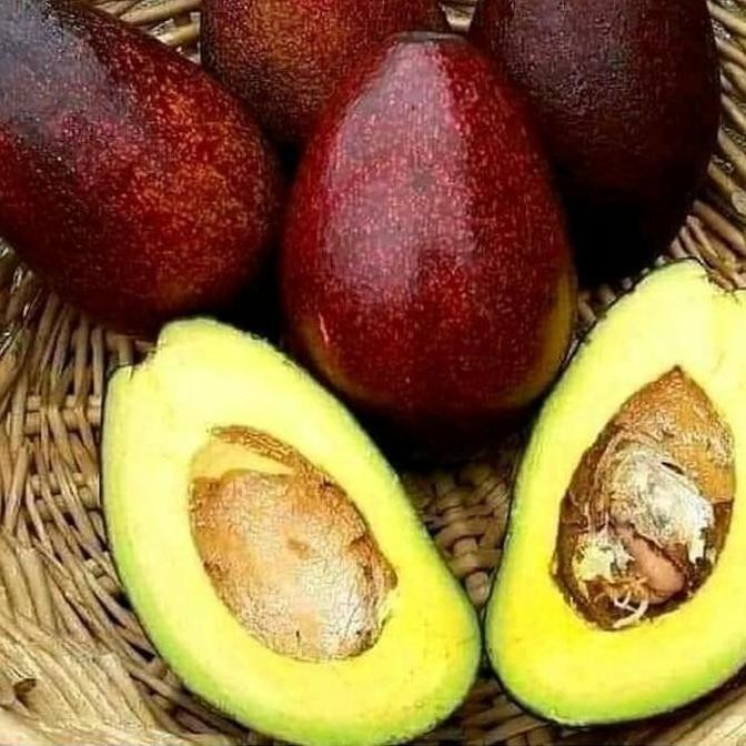 

Paket 3 Bibit Tanaman Alpukat Red Vietnam