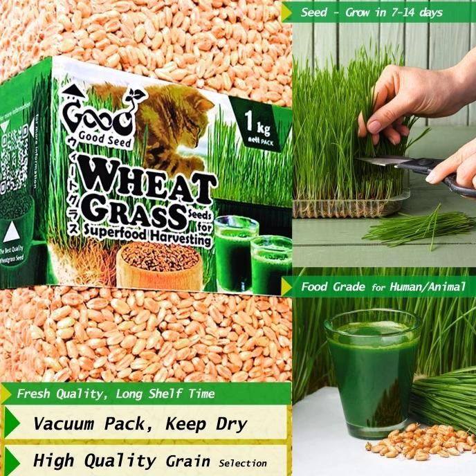 

Terlaris Dapatkan Goodseed - Biji Gandum (Benih Wheatgrass) Superfood Rumput Kucing 1 Kg