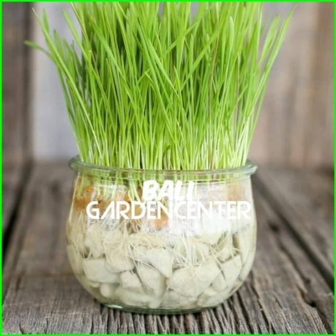 

Terlaris Benih Biji Wheatgrass Cat Grass - Rumput Kucing Rumput Gandum
