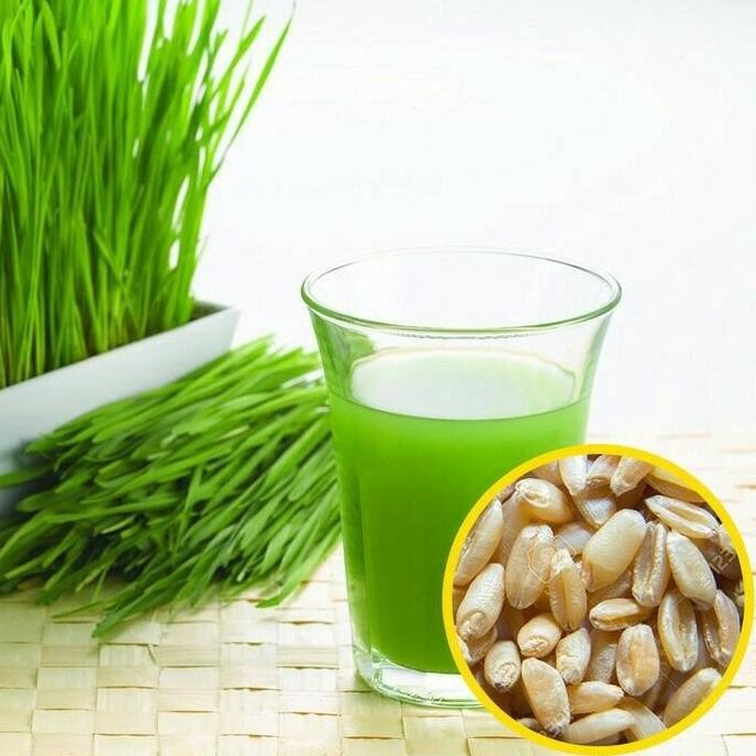 

Terlaris Benih Bibit Wheat Grass Wheatgrass Rumput Gandum (Isi 250 Gram) Berkualitas Banuata