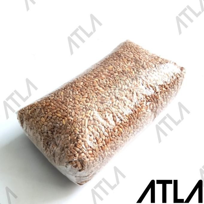 

Terlaris Murah Benih Wheat Grass 1 Kg Biji Rumput Gandum Makanan Sehat Cat Grass Kilo