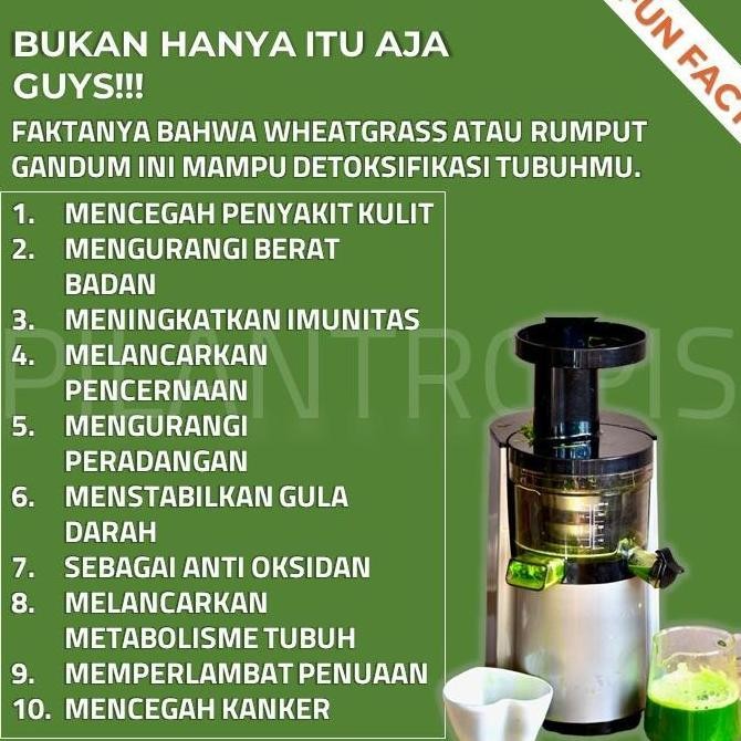 

Terlaris 100% New Grosir Benih Wheatgrass 1Kg Bibit Rumput Gandum Kucing Microgreen Seed Happy Shoping