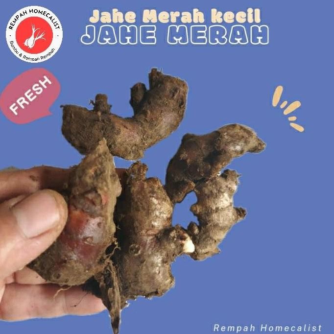 

Produk Baru!! Jahe Merah Kecil segar 1kg Rempah Minuman Tradisional