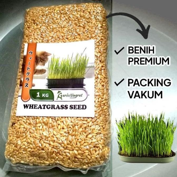 

Terlaris Benih Wheatgrass 1 Kg, Biji Rumput Gandum Kemasan Vakum Gardeningrat