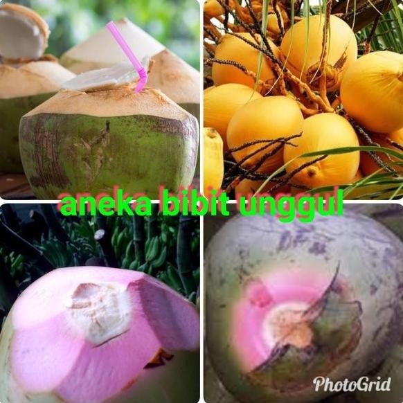 PAKET 3 BIBIT KELAPA WULUNG KELAPA HIBRIDA HIJ KELAPA GADING PREMIUM