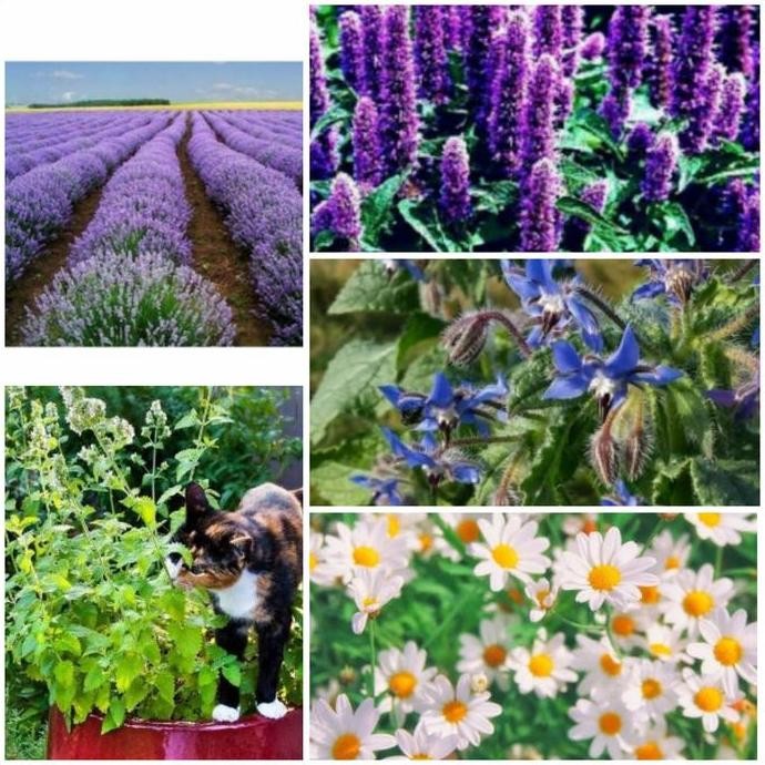 

PAKET HEMAT 5 JENIS BIJI/BENIH HERB BORAGE CATNIP CHAMOMILE LAVENDER TERMURAH