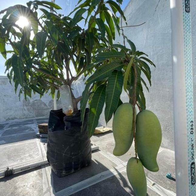 restock bibit tanaman mangga golek india pohon mangga golek PREMIUM