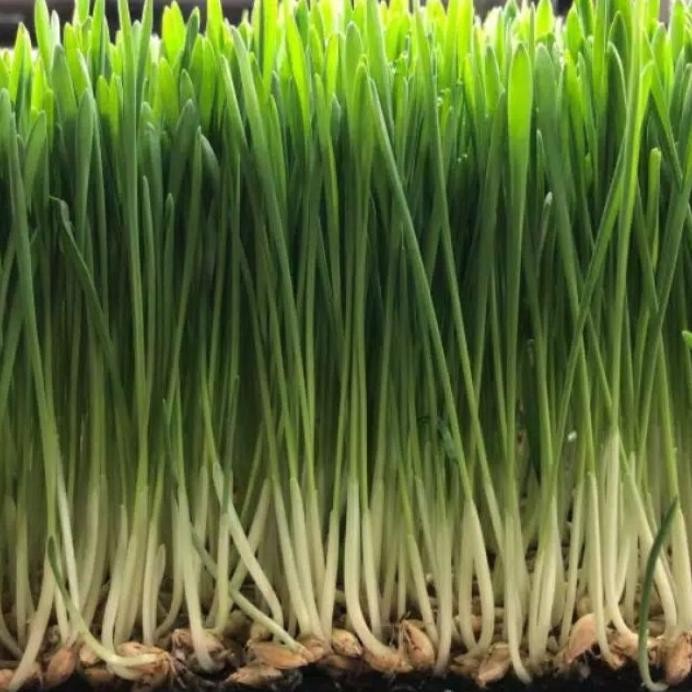 

Terlaris Bibit Benih Rumput Kucing / Wheat Grass / Rumput Gandum Kemasan Besar