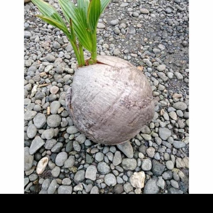 Bahan bai kelapa hij cabang 2 kelapa kembar 2 tunas bibit kelap PREMIUM