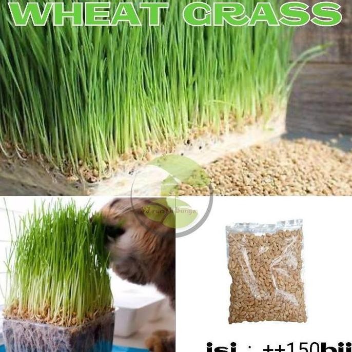 

Terlaris 150 Biji - Benih Biji Rumput Gandum Benih Rumput Gandum Kucing Wheat