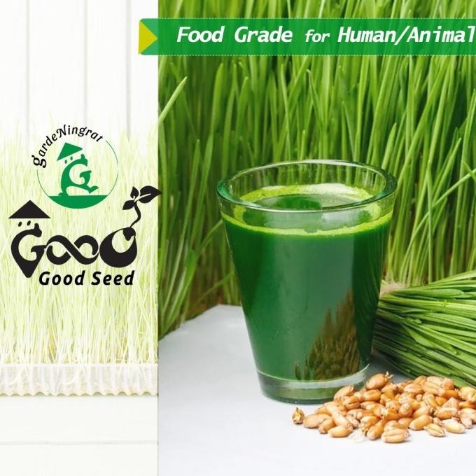 

Terlaris Jtn Benih Wheatgrass 1 Kg, Biji Rumput Gandum Kemasan Vakum Gardeningrat