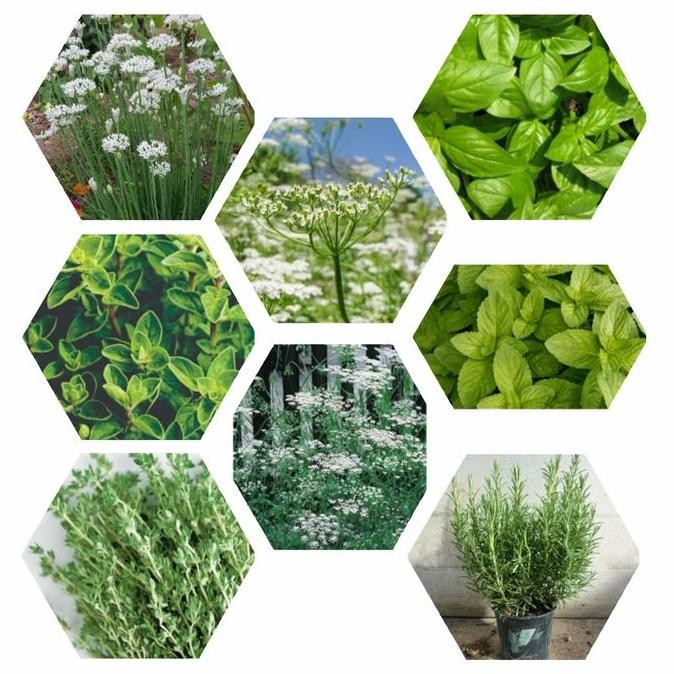 

PAKET HEMAT 8 JENIS BIJI/BENIH HERB MINT BASIL ROSEMARY THYME OREGANO TERMURAH