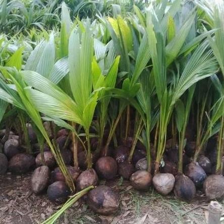 Bibit Kelapa Wulung Super/Tanaman Kelapa Ijo Wulung Asli PREMIUM
