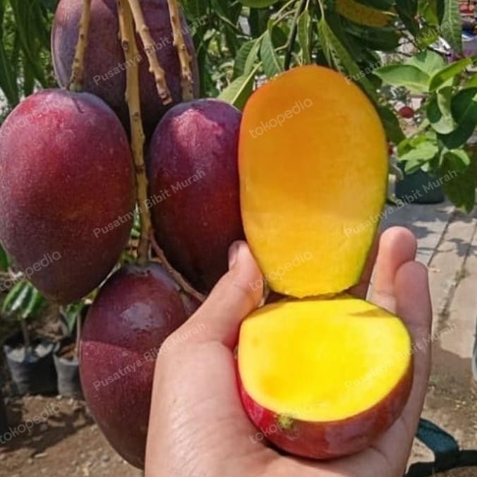 OBRAALL Bibit Tanaman Buah Mangga Irwin 1 Meter-Pohon Mangga PREMIUM