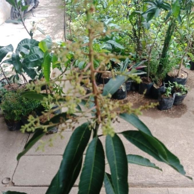 Bibit Tanaman Mangga Irwin Kondisi Berbunga PREMIUM