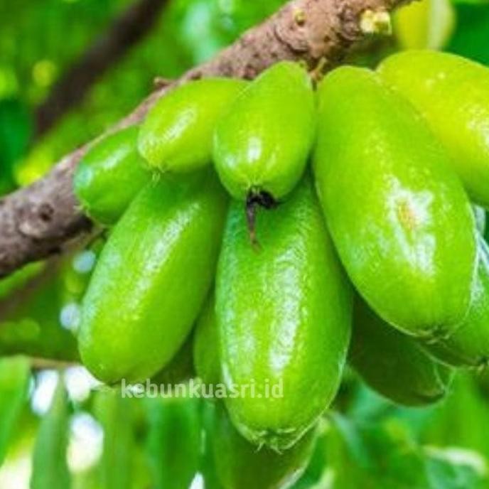 Bibit Tanaman Buah Belimbing Wuluh Siap Tanam GENJAH