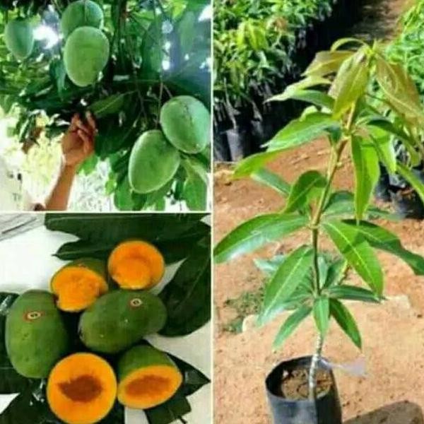 bibit tanaman buah mangga alpukat berbunga bibit buah mangga PREMIUM