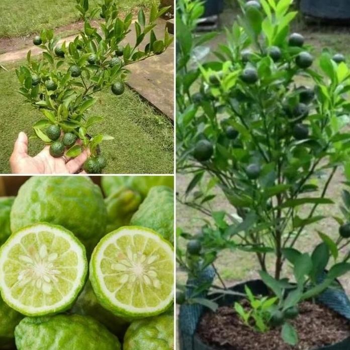 

Terlaris Bibit Tanaman Buah Jeruk Sambal / Jeruk Limau / Jeruk Nipis Uk Sedang