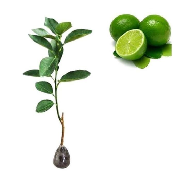 

Terlaris Bibit Jeruk Nipis Super