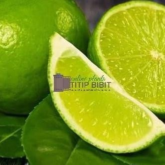 

Terlaris Tanaman Bibit Buah Jeruk Pecel Nipis