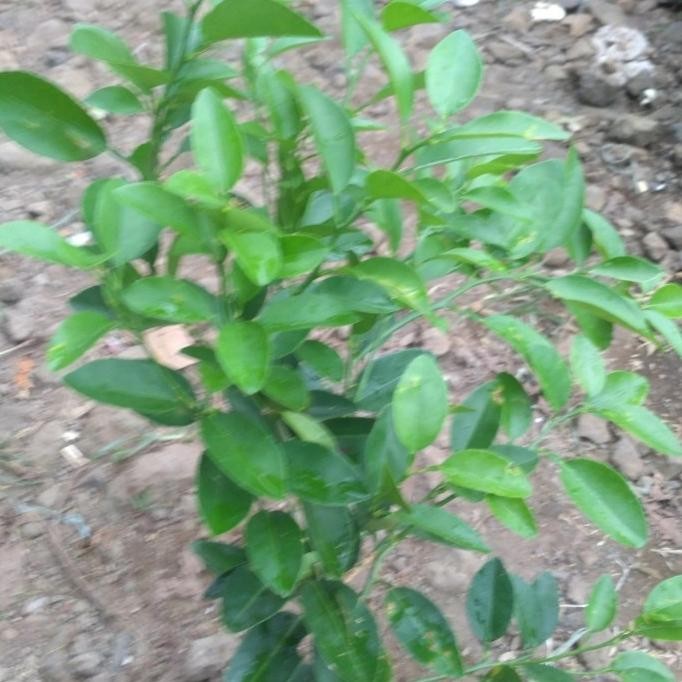 

Terlaris Bibit Tanaman Buah Jeruk Nipis Pohon Buah Jeruk Nipis Hokyy Siap Berbuah