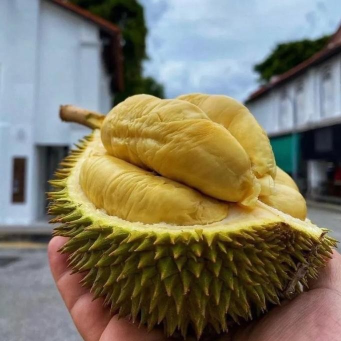 

Terlaris Bibit Durian Montong Kaki 3 Rimbun Siap Tanam Unggul
