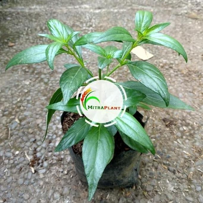 

Terlaris Bibit Tanaman Daun Sambiloto - Pohon Sambiloto - Tanaman Herbal