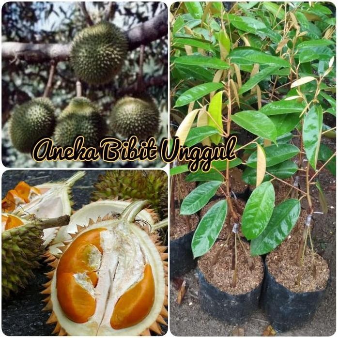 

Terlaris Bibit Durian Tembaga Kaki 5/Durian Tembaga Kaki 5 Super