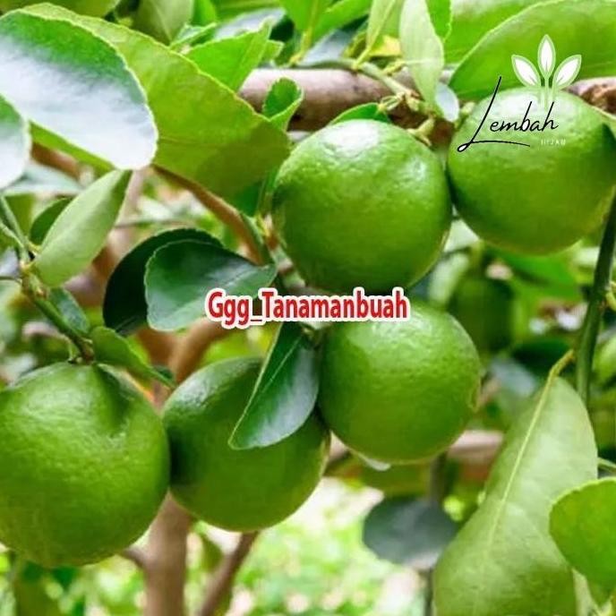 

Terlaris Bibit Jeruk Nipis Jumbo Super Cepat Berbuah Berkualitas