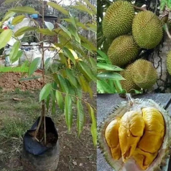 

Terlaris Bibit Tanaman Buah Durian Montong Kaki 3 Super
