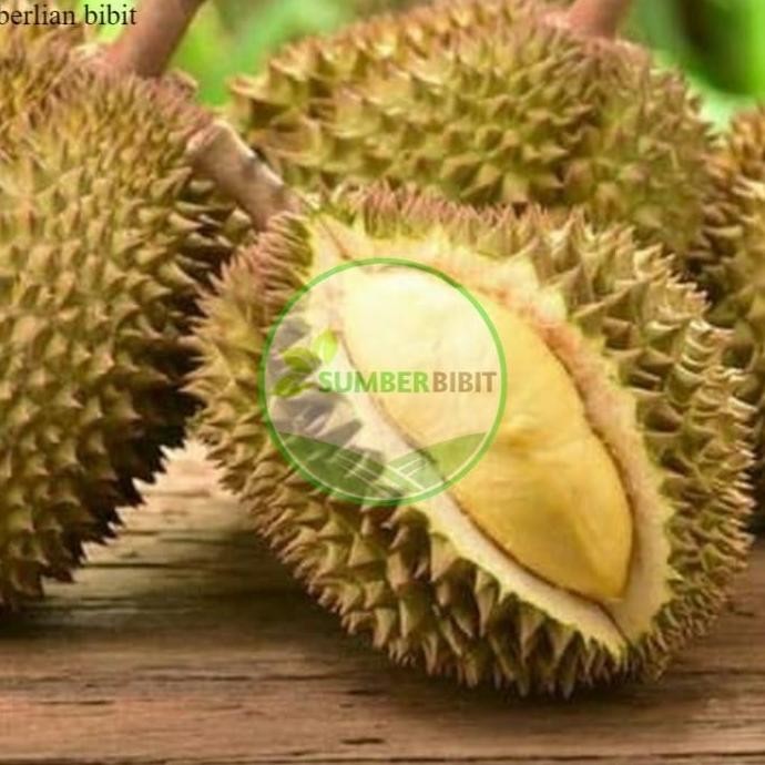

Terlaris Bibit Durian Kaki 3 Kanyao Asli Thailand Okulasi Unggulan
