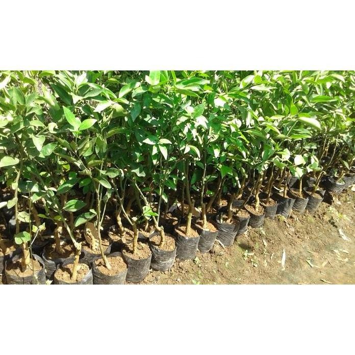 

Terlaris Bibit Jeruk Nipis Hasil Okulasi Hida Bibit